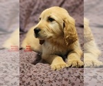 Small Photo #2 Golden Labrador Puppy For Sale in SAYRE, PA, USA
