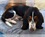 Small #1 Basset Hound