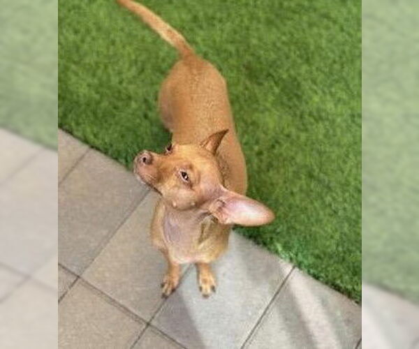 Medium Photo #2 Chihuahua Puppy For Sale in Phoenix, AZ, USA