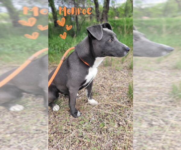 Medium Photo #2 American Staffordshire Terrier-Unknown Mix Puppy For Sale in Monte Vista, CO, USA