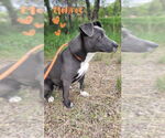Small #1 American Staffordshire Terrier Mix