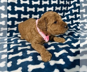 Goldendoodle (Miniature) Puppy for sale in MASSILLON, OH, USA
