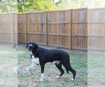 Small #1 Mutt