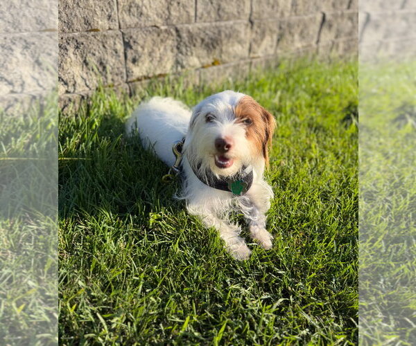 Medium Photo #2 Dachshund-Unknown Mix Puppy For Sale in Grafton, WI, USA