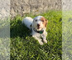 Small #1 Dachshund Mix