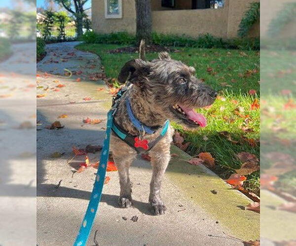 Medium Photo #4 Mutt Puppy For Sale in San Diego, CA, USA