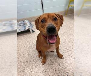 Boxer-Unknown Mix Dogs for adoption in Brighton, CO, USA