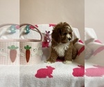 Small Photo #3 Cavapoo Puppy For Sale in SYLMAR, CA, USA