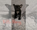 Small Photo #8 Faux Frenchbo Bulldog Puppy For Sale in GREENEVILLE, TN, USA