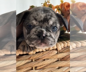 Medium French Bulldog