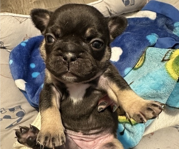 Medium Photo #3 French Bulldog Puppy For Sale in OSWEGO, IL, USA