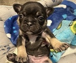 Small Photo #3 French Bulldog Puppy For Sale in OSWEGO, IL, USA