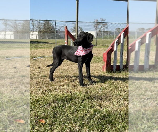 Medium Photo #2 Mutt Puppy For Sale in San Leon, TX, USA