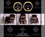 Small #1 Pomeranian