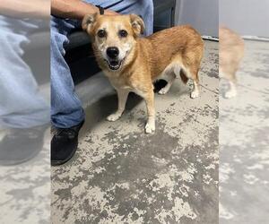 Chow Chow-Unknown Mix Dogs for adoption in Tallahassee, FL, USA