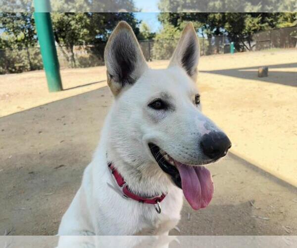 Medium Photo #2 Siberian Husky-Unknown Mix Puppy For Sale in Martinez, CA, USA