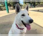 Small Photo #2 Siberian Husky-Unknown Mix Puppy For Sale in Martinez, CA, USA