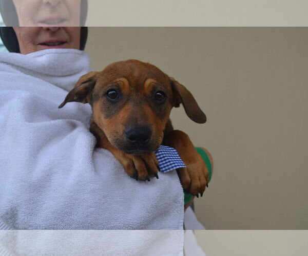 Medium Photo #1 Mutt Puppy For Sale in McKinney, TX, USA