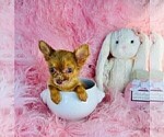Small #33 Chihuahua