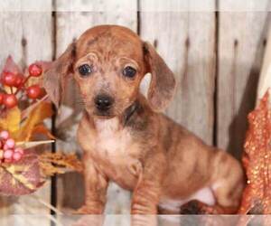 Dachshund Puppy for sale in MOUNT VERNON, OH, USA