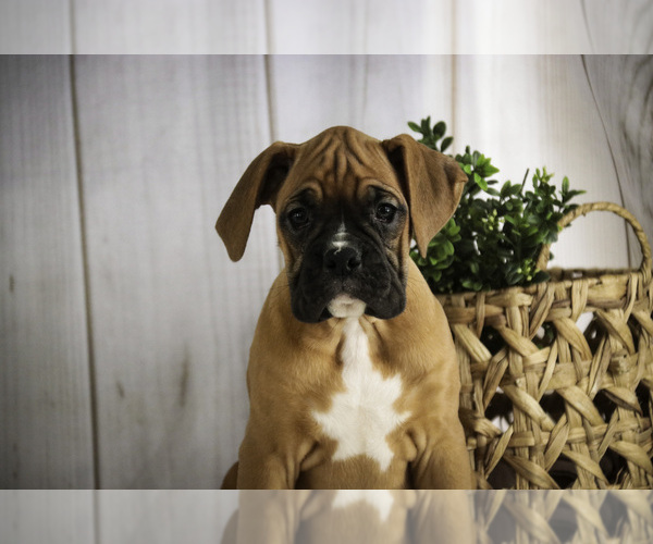 Medium Photo #2 Boxer Puppy For Sale in SHIPSHEWANA, IN, USA
