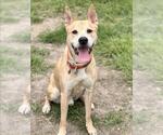 Small Shepradors