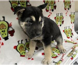 German Shepherd Dog-Unknown Mix Dogs for adoption in HESPERIA, CA, USA