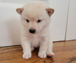 Small Photo #3 Shiba Inu Puppy For Sale in CARPENTERSVILLE, IL, USA