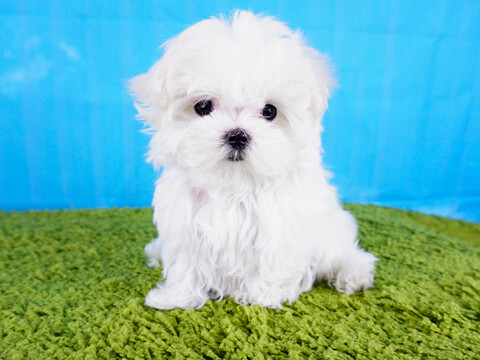 Medium Photo #4 Maltese Puppy For Sale in LA MIRADA, CA, USA