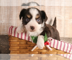 Miniature Australian Shepherd Puppy for Sale in STAFFORD, Virginia USA