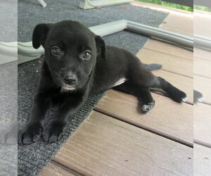 Borador Dogs for adoption in Clarkston, MI, USA