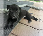Small Borador