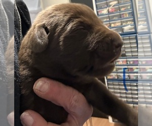 Labrador Retriever Puppy for sale in OSYKA, MS, USA