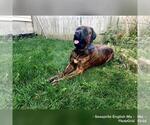Small Photo #7 Mastiff Puppy For Sale in GALLOWAY, OH, USA