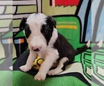 Small Photo #251 Border Collie Puppy For Sale in NORBORNE, MO, USA