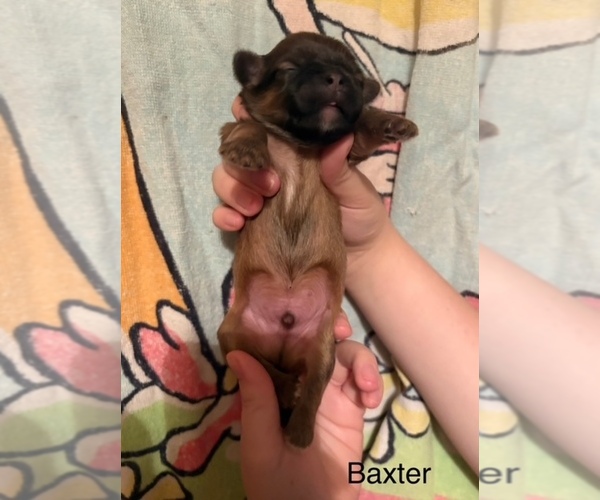 Medium Photo #1 Shih Apso Puppy For Sale in SCOTTSDALE, AZ, USA