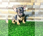 Small Photo #15 French Bulldog Puppy For Sale in BIRMINGHAM, AL, USA