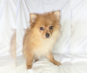 Pomeranian Puppy for sale in FAIR HAVEN, MI, USA