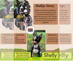 Small American Pit Bull Terrier Mix