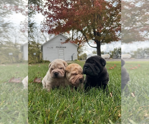 Medium Photo #1 Chinese Shar-Pei Puppy For Sale in MORAVIA, IA, USA