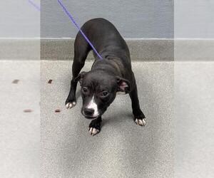 American Pit Bull Terrier-Unknown Mix Dogs for adoption in Las Vegas, NV, USA