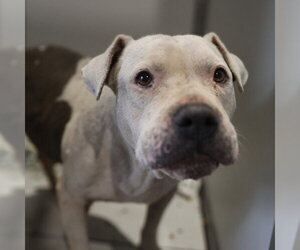American Staffordshire Terrier-Unknown Mix Dogs for adoption in San Antonio, TX, USA