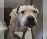 MATR - Male American Staffordshire Terrier-Unknown Mix Dog for Adoption - Small photo