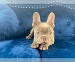 Small Photo #7 French Bulldog Puppy For Sale in COLUMBUS, OH, USA