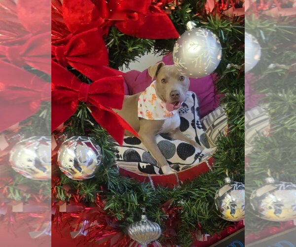 Medium Photo #6 American Pit Bull Terrier-Unknown Mix Puppy For Sale in Rockaway, NJ, USA