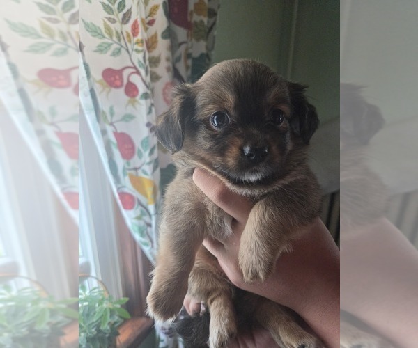 Medium Photo #21 Maltipom Puppy For Sale in HUDSON, MA, USA