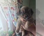 Small #20 Maltipom