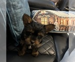 Small #14 Yorkshire Terrier