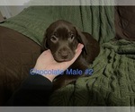 Small Photo #12 Labrador Retriever Puppy For Sale in SLIDELL, LA, USA