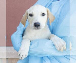 Labrador Retriever-Unknown Mix Dogs for adoption in San Antonio, TX, USA
